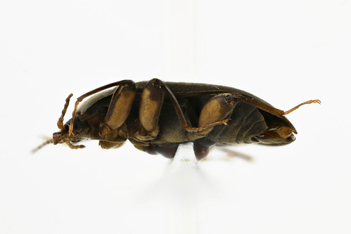 ヒラタドロムシ　Mataeopsephus japonicus (Matsumura, 1916)-3-3