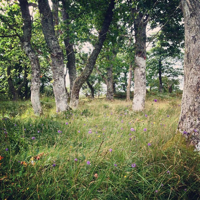 Rothven, Scottish Highlands  #Rothven #scottish highlands #scotland #scottishscenery