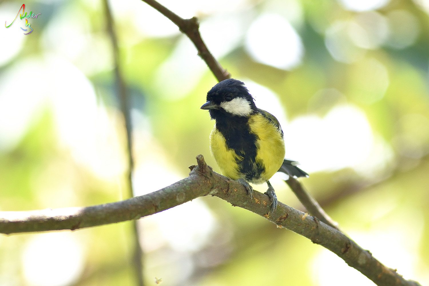Green-backed_Tit_7764