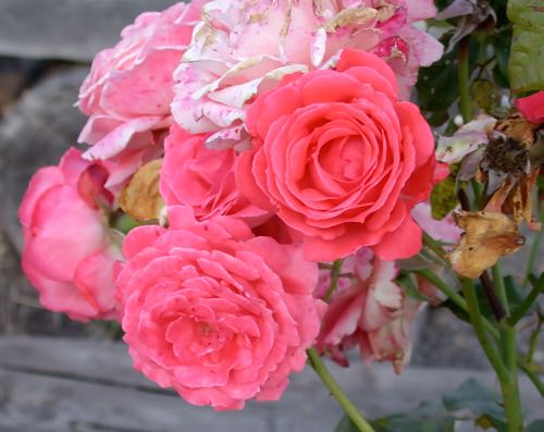 Pink Roses, Goleta, CA