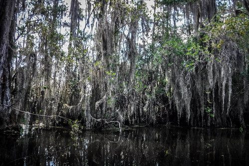 Lowcountry Unfiltered at Okefenokee-093