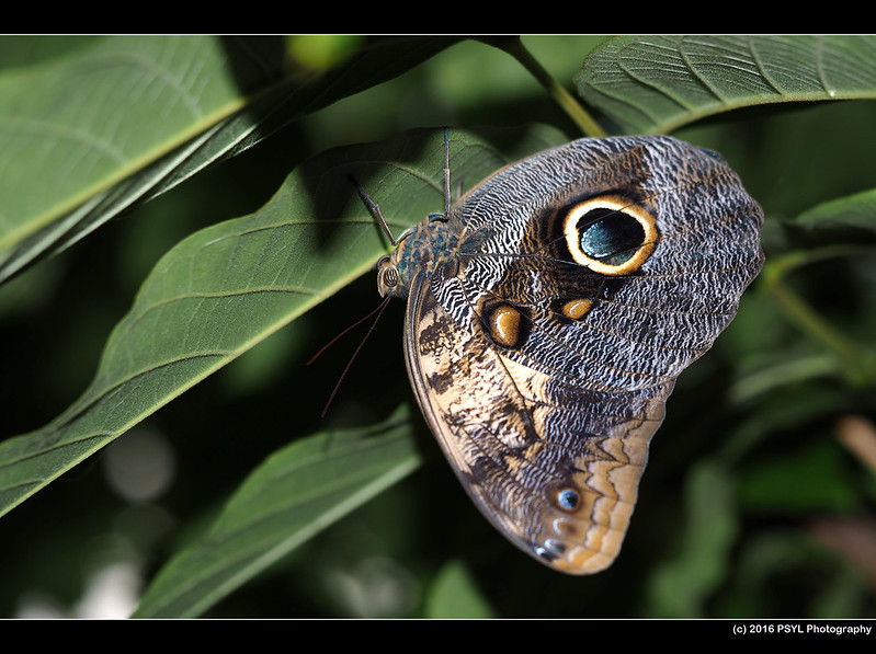 Owl Butterfly (Caligo eurilochus)