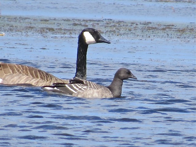 Brant and Canada Goose at Lake George in Hammond, IN 08