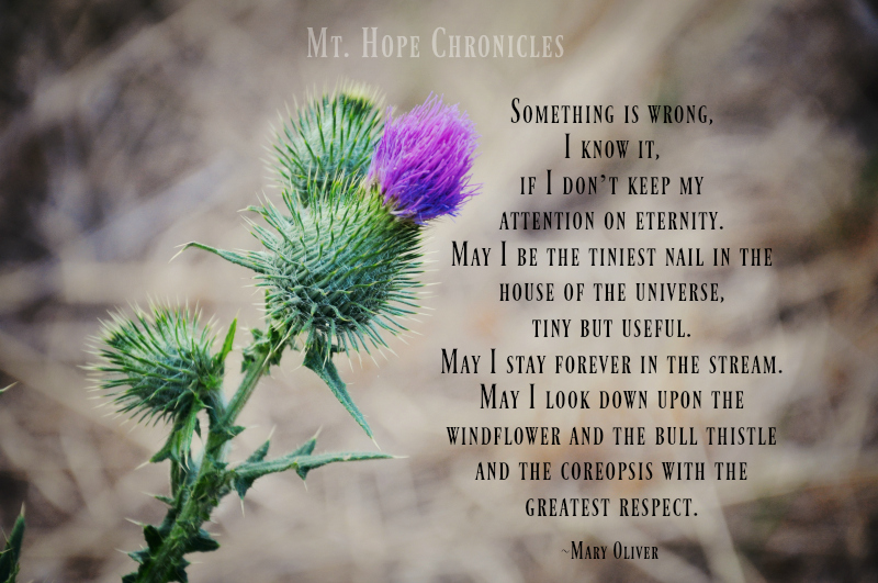 The Bull Thistle @ Mt. Hope Chronicles