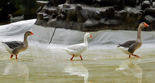 ducks-walking overnight layover in mexico city