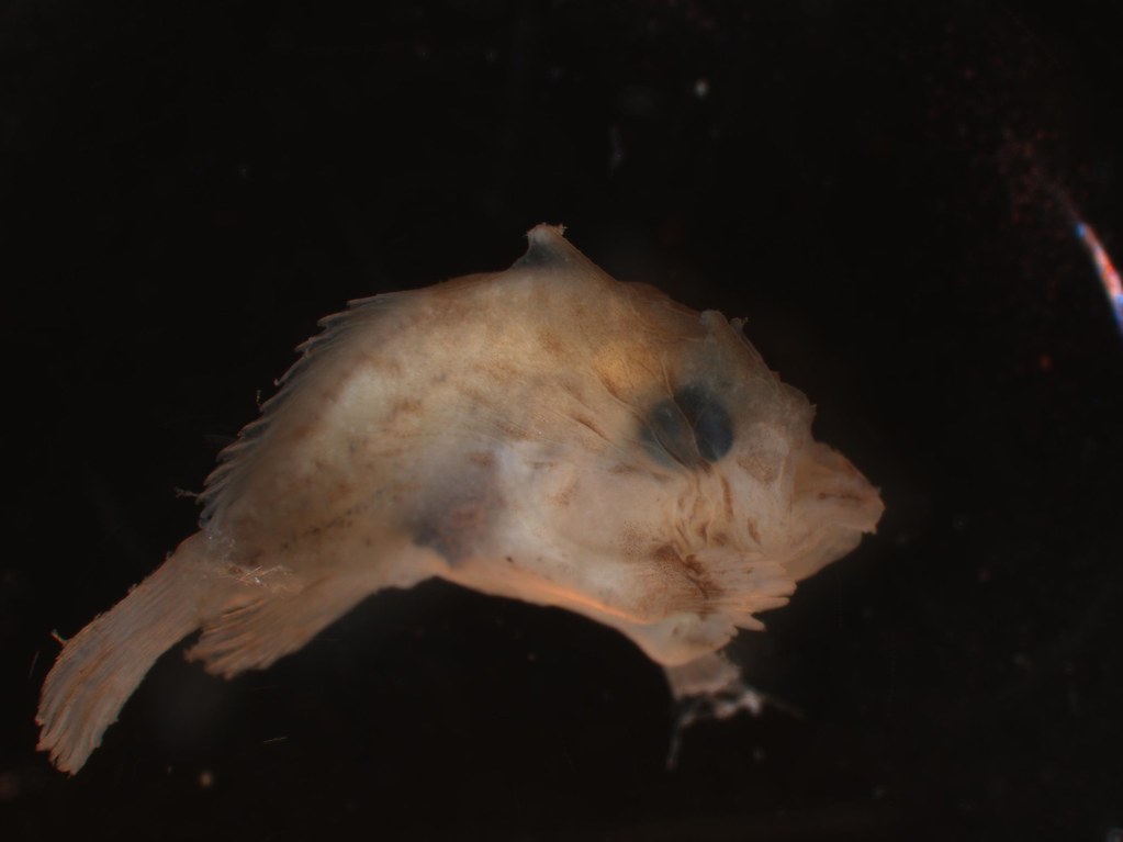 dorsal lateral view of Juvenile Antennarius sp.