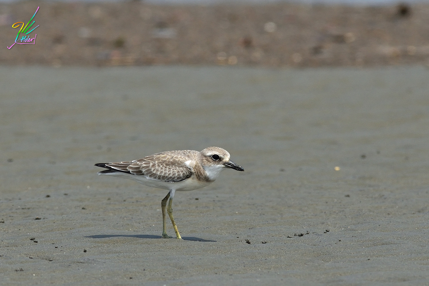 Greater_Sand_Plover_3034