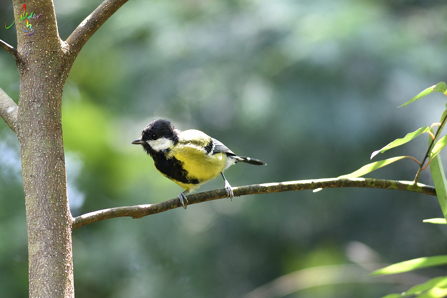 Green-backed_Tit_7560