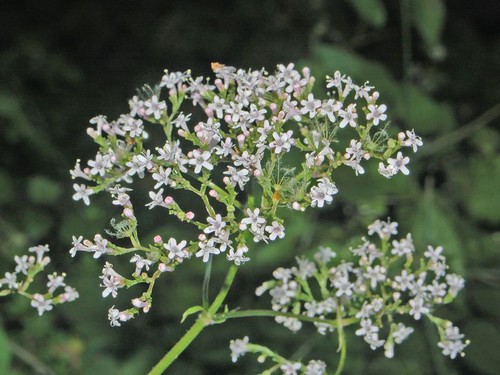 Valerianaceae - Valeriana officinalis-1