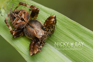 Orb Weaver Spider (Neoscona sp.) - DSC_3776