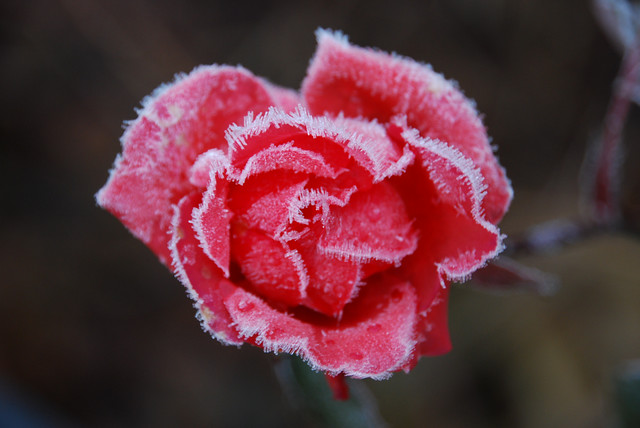 ice rose