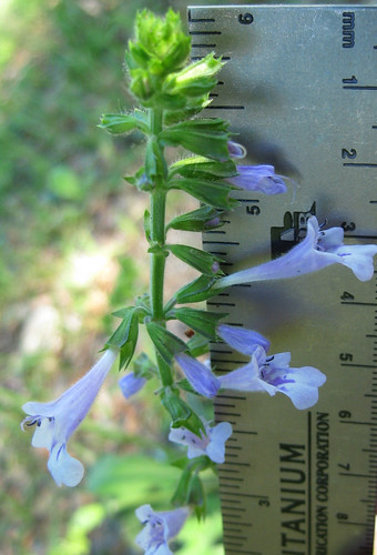 Lyreleaf Sage Flowers IGFB16