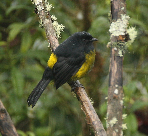 black and yellow silky flycatcher 4
