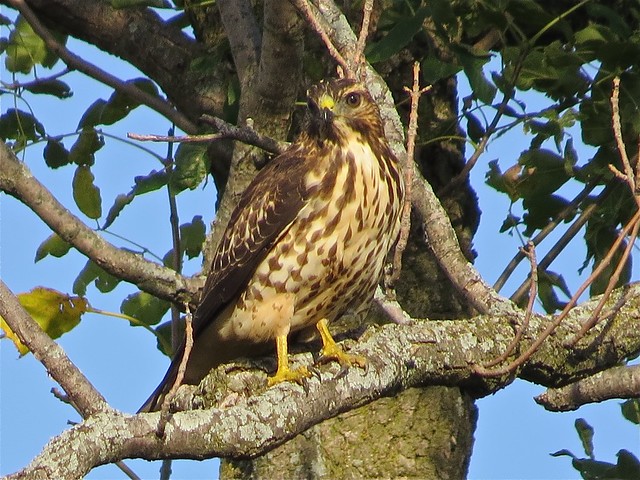 Broad-winged Hawk in Gridley, IL 11