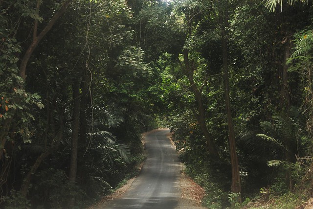 jungle road edit