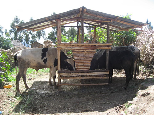 Improved cattle feedtrough in Gudo Beret, Amhara (Photo credit: ILRI/P.Thorne)