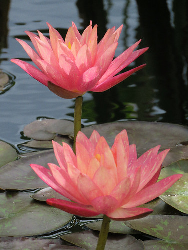 Lotus Example #2