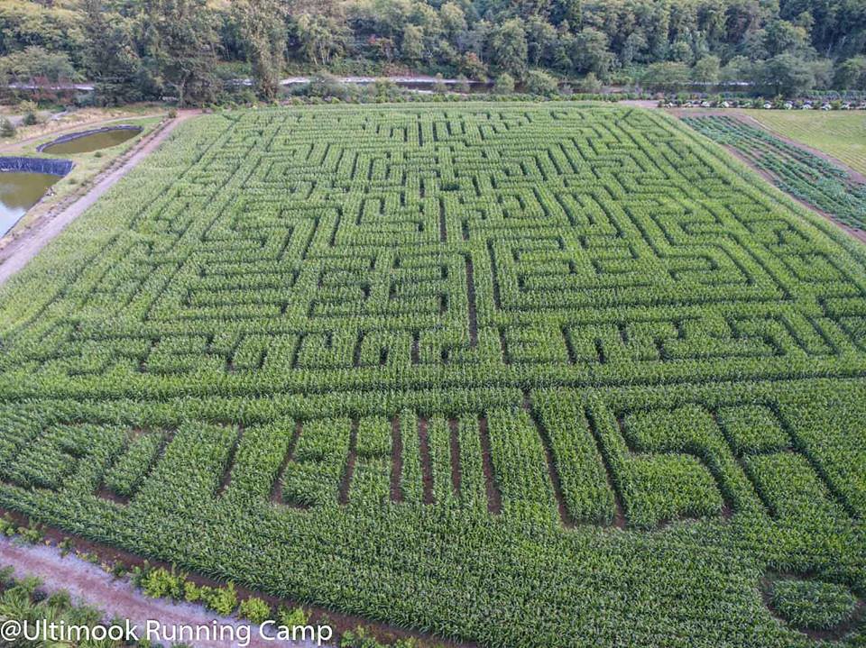 go team usa corn maze