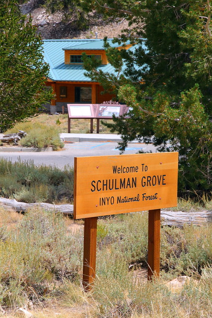 IMG_7029 Schulman Grove, Ancient Bristlecone Pine Forest