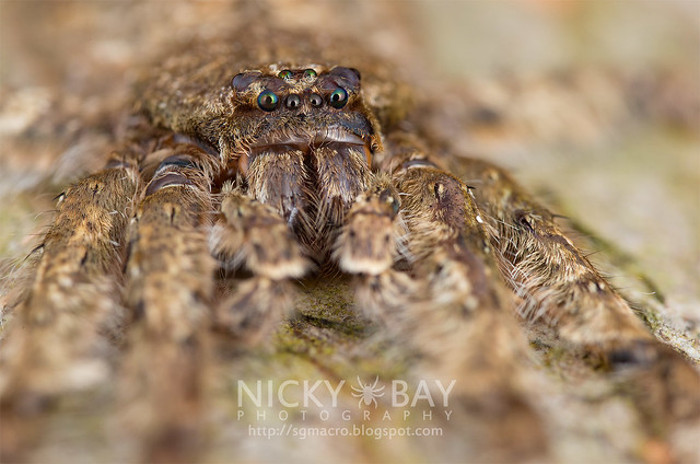 Huntsman Spider (Pandercetes sp.) - DSC_0922