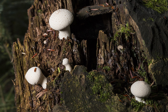 Forest_Fungus