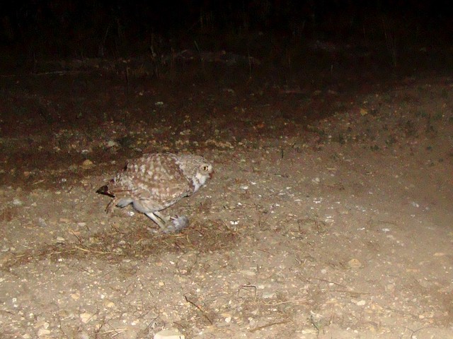 burrowing owls 3