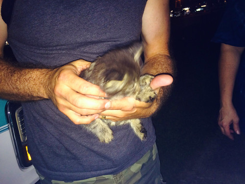 Found Kitten (September 7 2015) (1)
