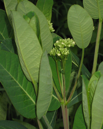 Milkweed?