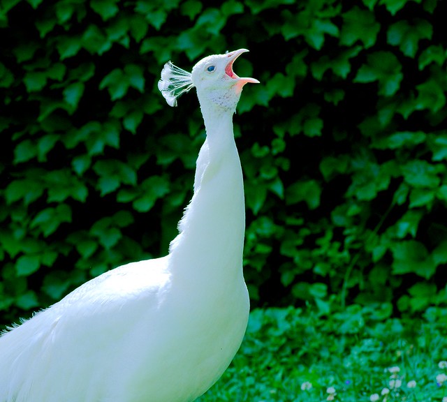 Peacock_39
