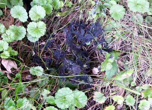 decomposed black plant material