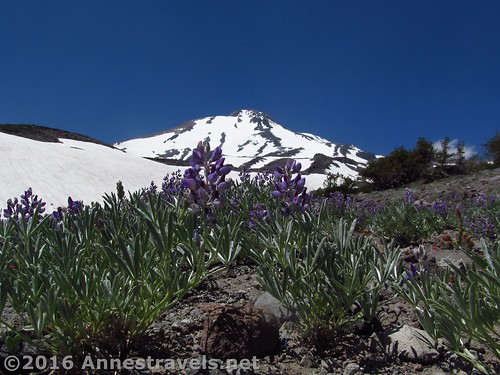 Lupines on Mt. Shasta near Butte 9000, California
