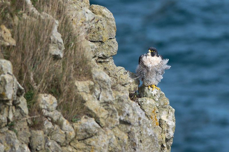 Peregrine on the seacliffs at Durlston Country Park