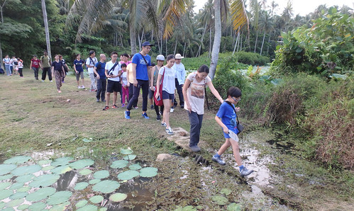 FREE mangrove walk with the Restore Ubin Mangroves (R.U.M.) Initiative