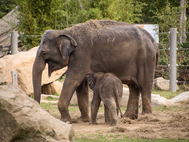 elephant & baby