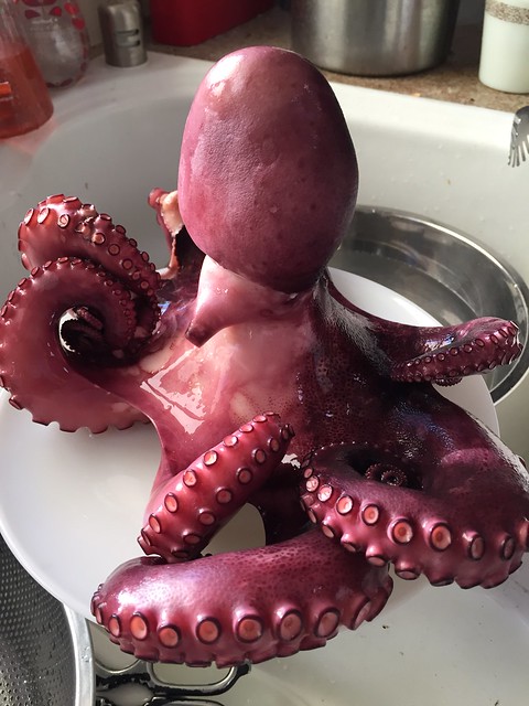 Boiled Octopus