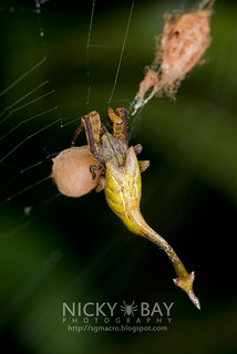 Scorpion-Tailed Spider (Arachnura sp.) - DSC_0578