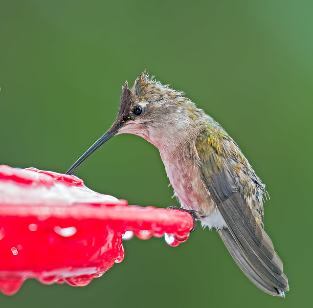 Black-chinned-Hummer-17-7D2-040716