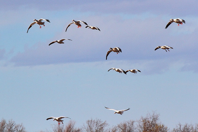 IMG_1546 Snow Geese, Bosque del Apache NWR