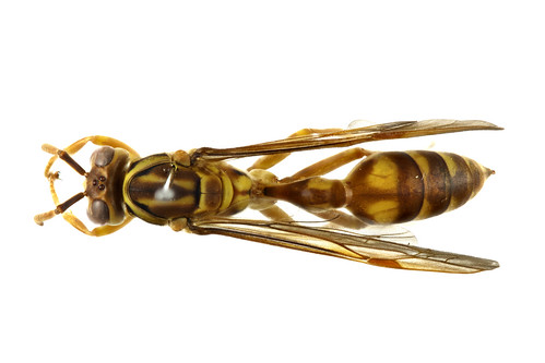 ムモンホソアシナガバチ　Parapolybia crocea Saito-Morooca, Nauyer & Kojima, 2015-2-2