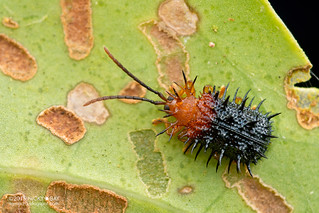Spiky leaf beetle (Dactylispa sp.) - DSC_1603
