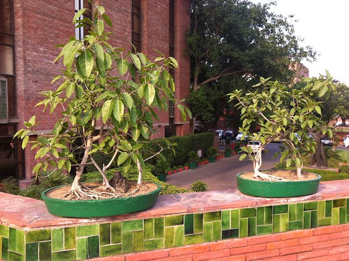 bonsai Ficus