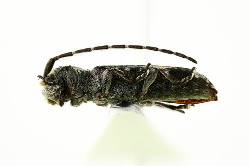 ハイイロツツクビカミキリ　Cylindilla grisescens Bates, 1884 -3-3