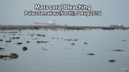 Mass coral bleaching at Pulau Semakau (North), 7 Aug 2016