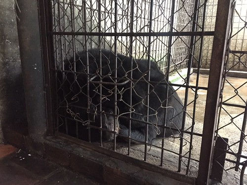 Bao Lam in cage 1