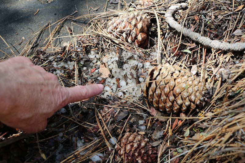 Hailstones and pine cones along Arrastre Creek on the PCT, from a big thunderstorm the day before