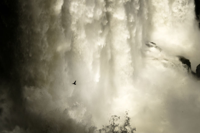 Vencejos en Cataratas de Iguazu