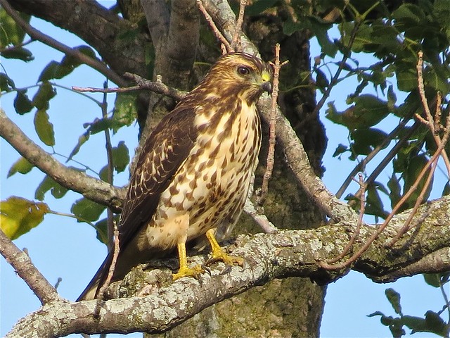 Broad-winged Hawk in Gridley, IL 05