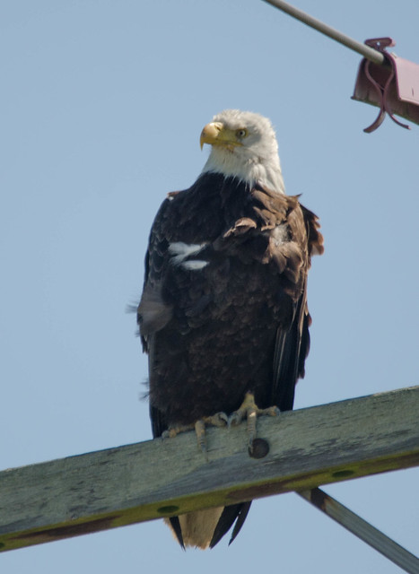 Samish Eagle 1