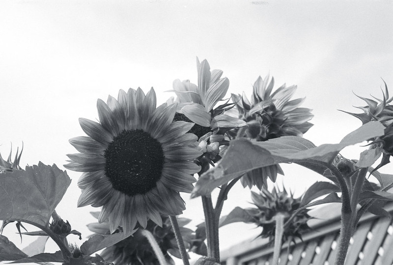 Black and White Sunflowers