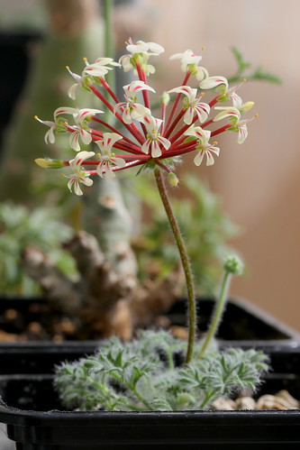 Pelargonium rubiginosum